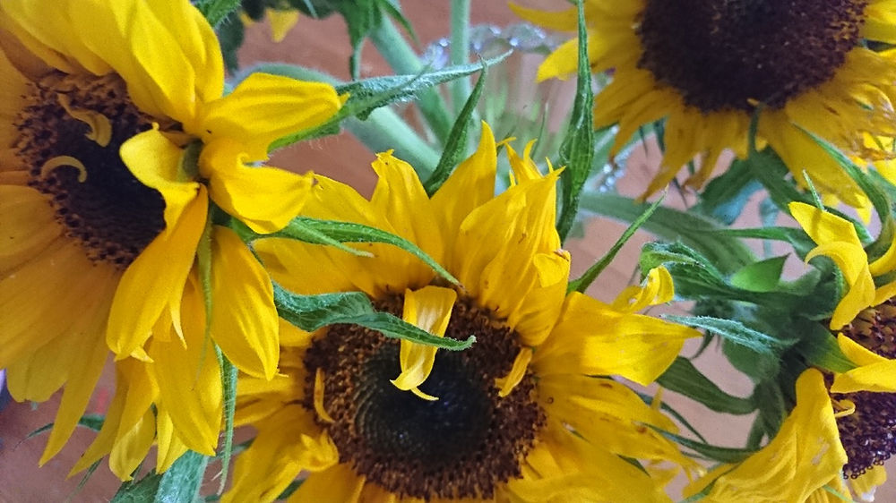 種から育てたヒマワリが咲いた