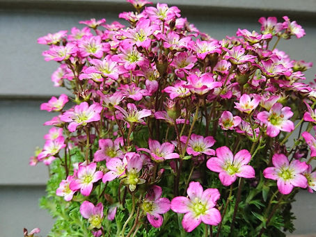 Saxifraga(ユキノシタ属)