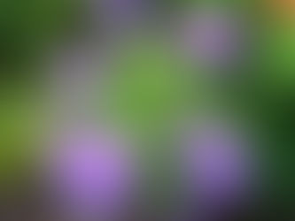 Ageratum(アゲラタム)