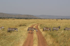 Zebra cross a safari trail