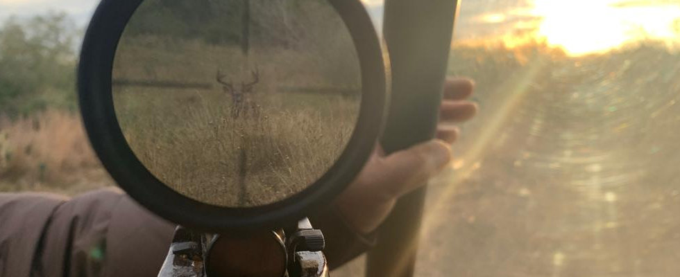 Deer7.jpeg