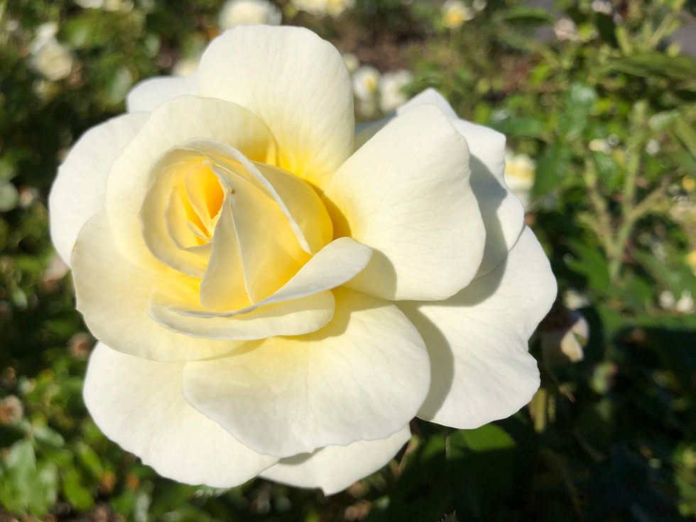 Photo taken by Vivienne Rose Diamond at Dove-Myer Robinson Park (Parnell Rose Garden), Auckland, New Zealand