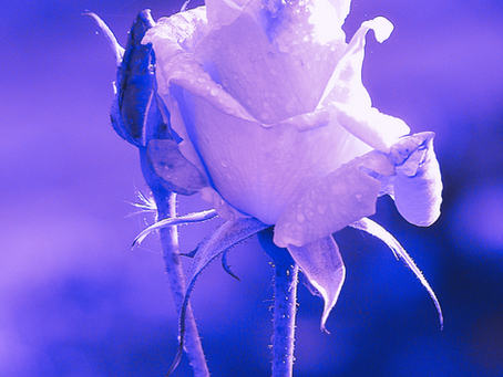 Blossoming Into Your True Beauty: Tapping for Weight + Body Image This Spring