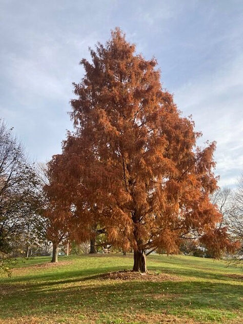 The Great Trees of Rye Town Park