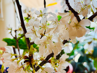 Sakura with Gold Leaf