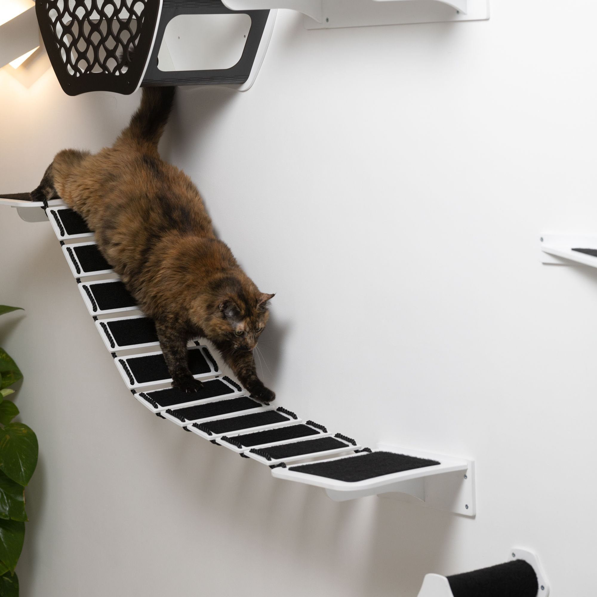 Cat Bridge Wall Walkway