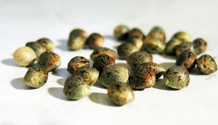 seeds