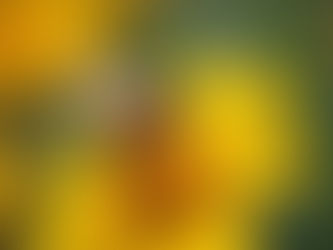 Ethical Honeybee Removal Services in North Texas