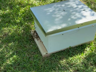 The Amazing "Bee March" How We Successfully Relocated a Swarm to a New Hive Box