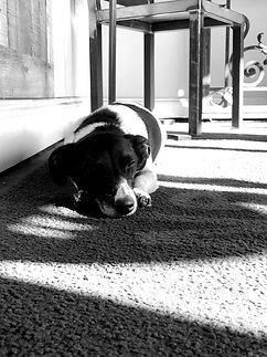 Shop dog, Bodie, portrait