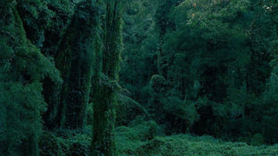 The Lady with the Dog by Anton Chekhov 