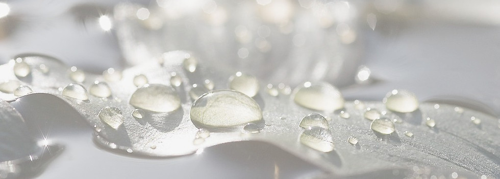 Flore de France, potamot flottant