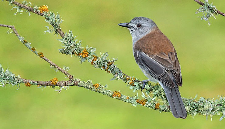 Grey Shrike-Thrush High Country