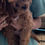 Thumbnail: Female F1b Cavapoo Puppy