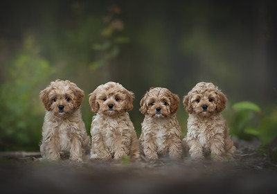 Four curly cavapoo dog puppies posing in summer forest. Family portrait. Mixed-breed dogs.