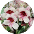 アカヤジオウの花の写真