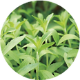 植物ステビアの写真