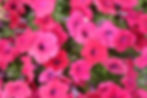 petunia-tidal-wave-cherry