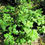 Miniature : Calea zacatechichi " Herbe à rêve"