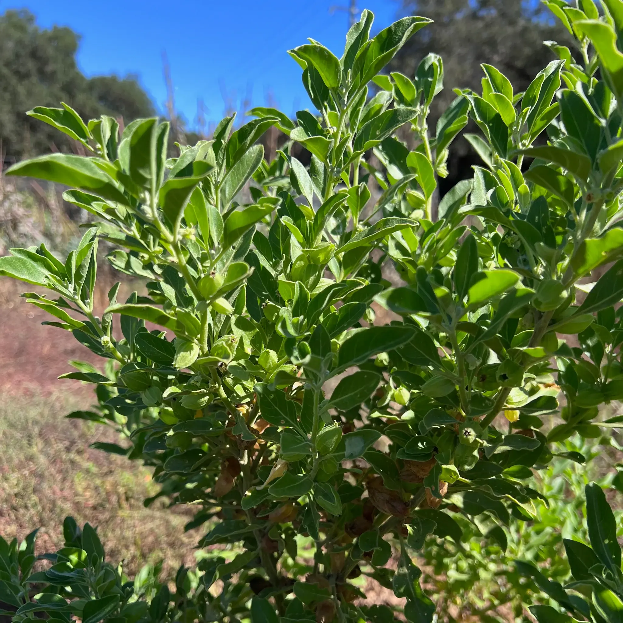 Ashwagandha
