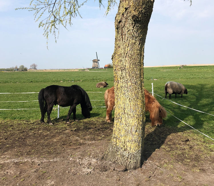 zorgboerderijbijmonique1.JPG