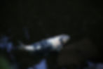 A koi at the Portland Japanese Garden