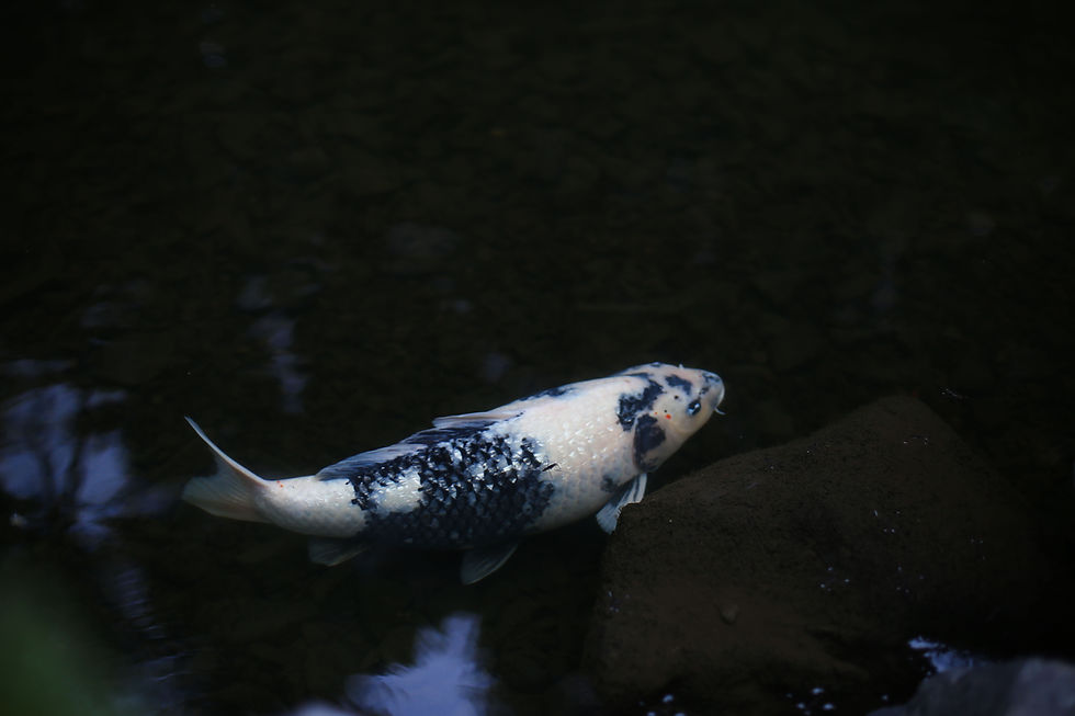 A koi at the Portland Japanese Garden