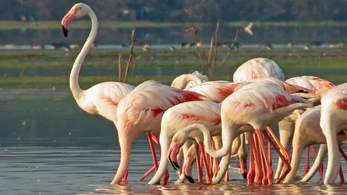 Flamingo sighting