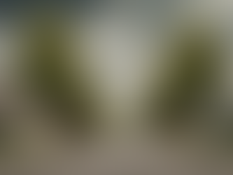 Independent Tree Risk Assessment for HOAs in North Carolina