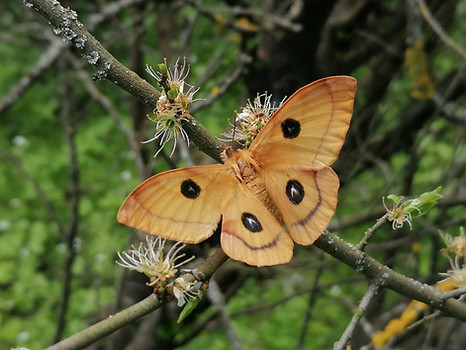 Nagelfleck_iNaturalist_branislavtej.jpeg
