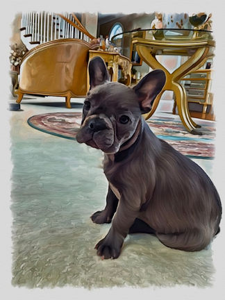 Pet Portraits 