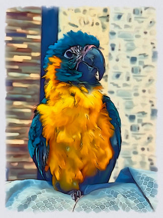 Pet Portraits 