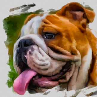 Pet Portraits 