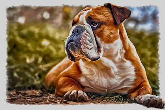Pet Portraits 