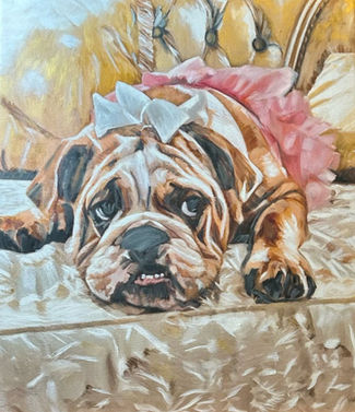 Pet Portraits 