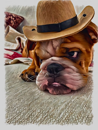 Pet Portraits 