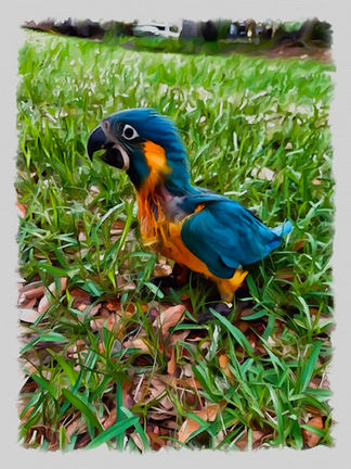 Pet Portraits 