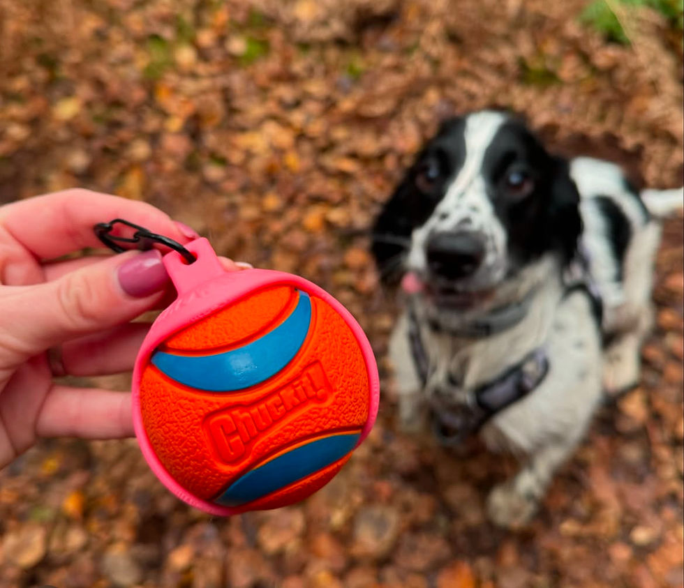 Medium Holder & CHUCKIT! Deal