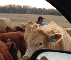 Tabler Family Cattle