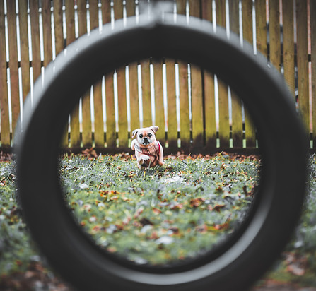 Puggle jumping through a tyre in cardiff