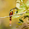 Rufous-tailed Jacamar (1).jpg