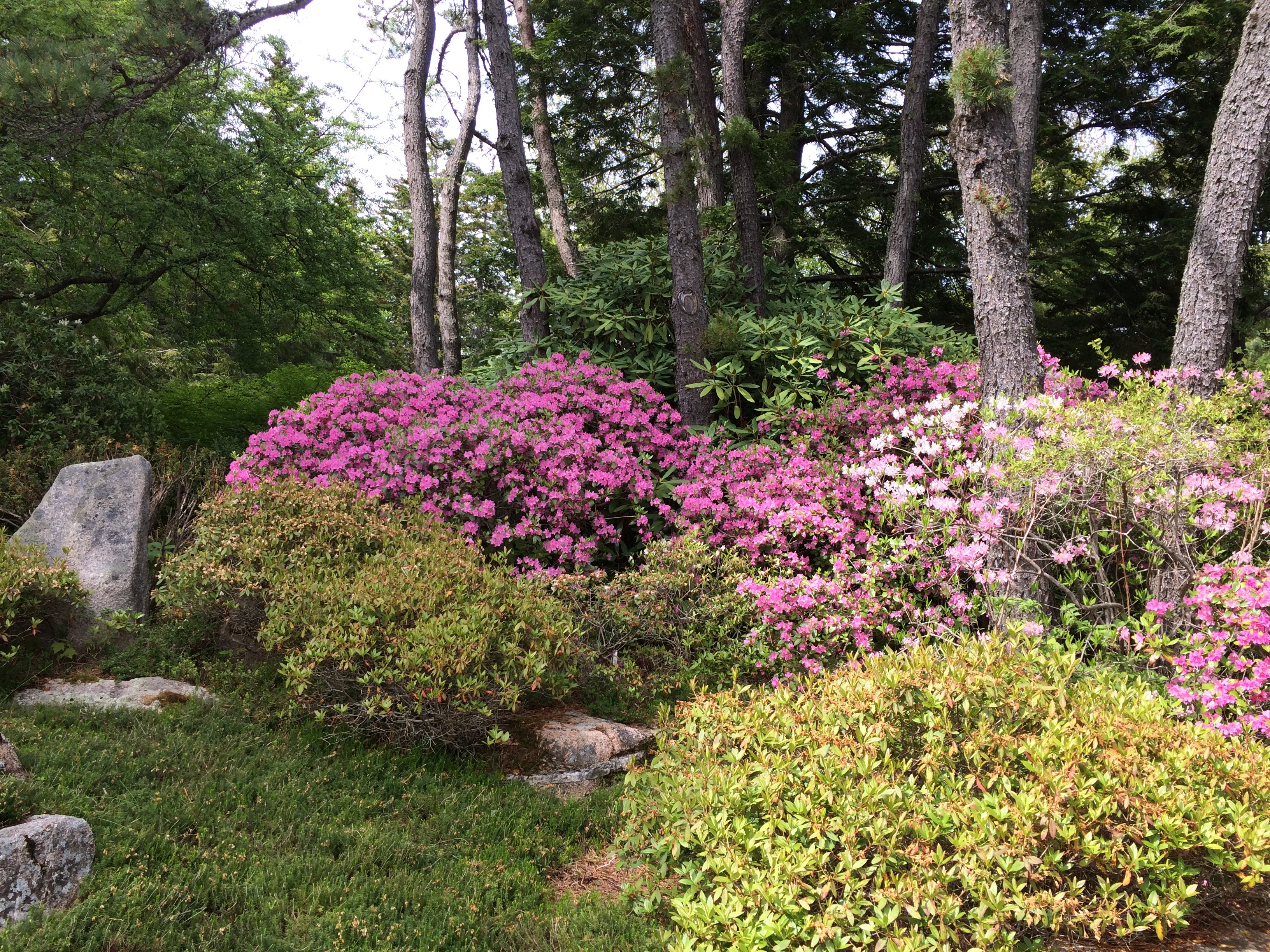 Asticou Azalea Garden