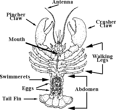 drawing of a lobster's anatomy