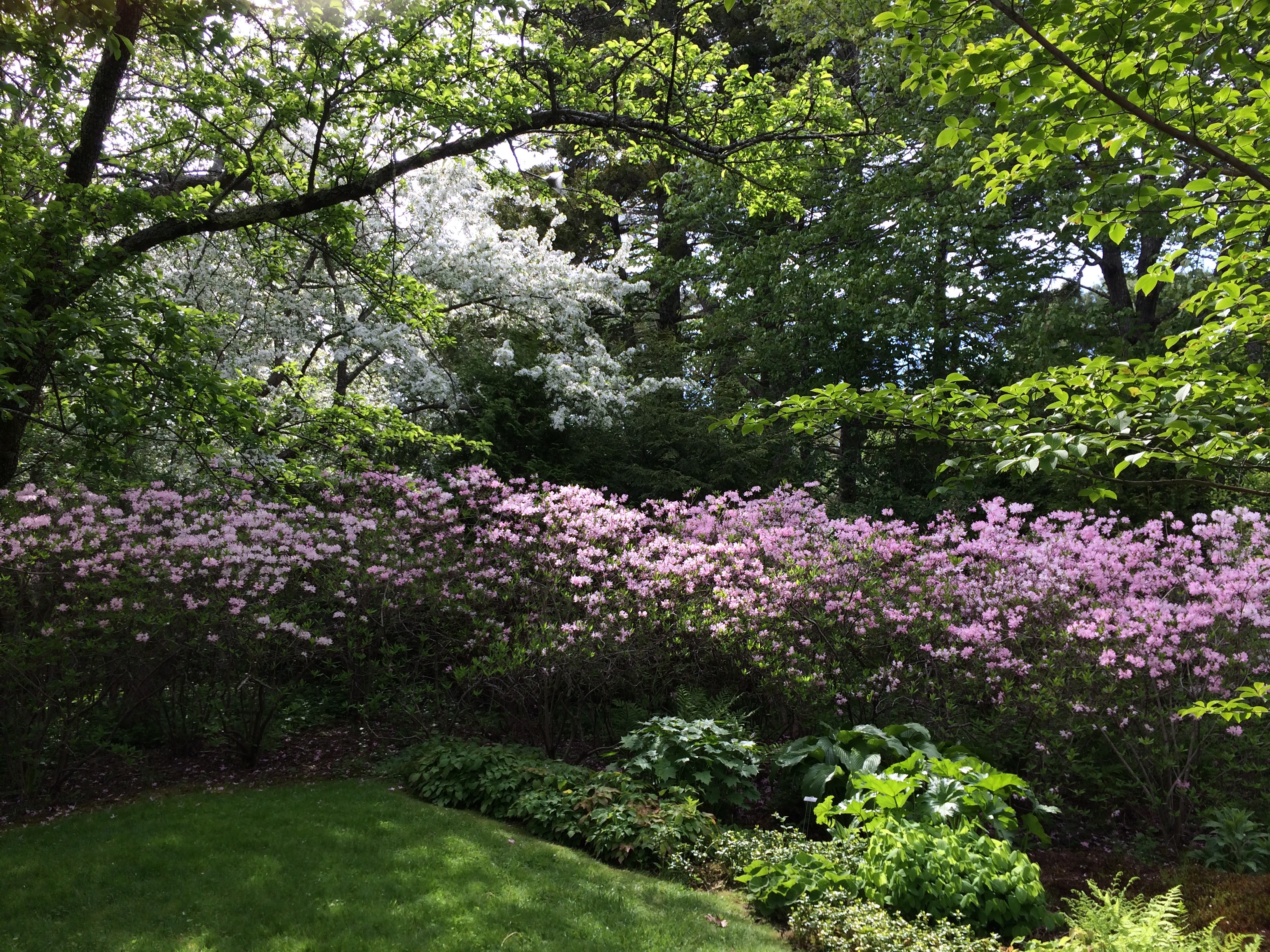 Asticou Azalea Garden