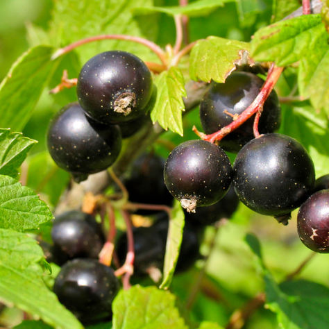 Le cassis, un "super-fruit"
