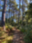 balade forêt.png