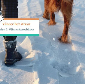 Seriál Vánoce bez stresu. Týden 1: Všímavá procházka