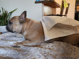 Discovering Alternative Health Solutions for Your Dog