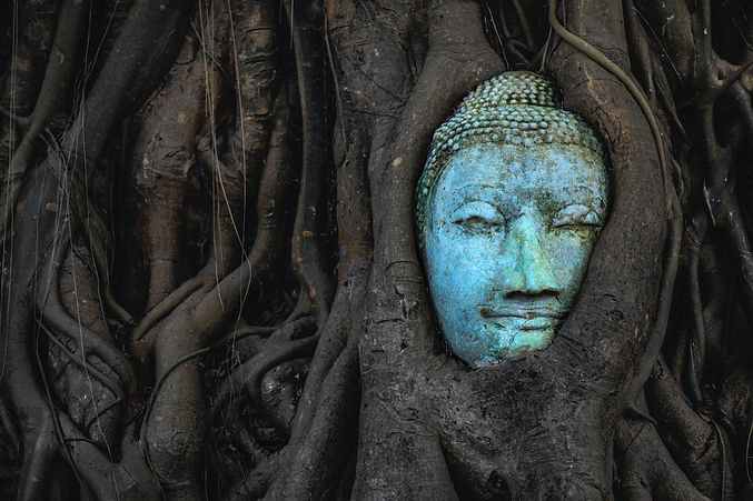 buddha entangled in banyan tree self discovery leadership development executives entrepren