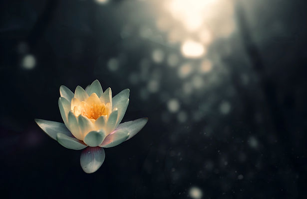 lotus flower purpose of meditation questions